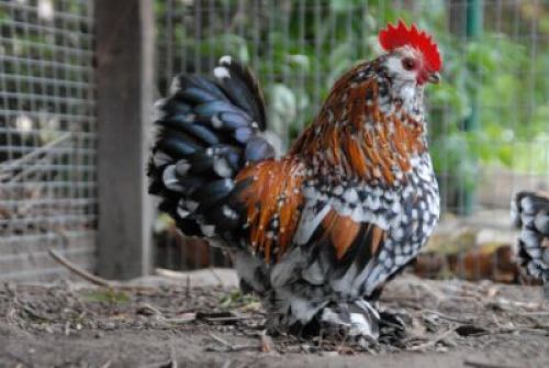 Hotel De Kruishoeve – Restaurant Chef’s table 